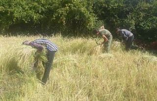 Siirt’te köylüler pirinç hasadına başladı