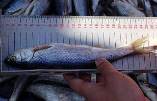 Sıkı denetimler inci kefalinin boyuna yansıdı