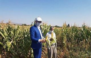 Silajlık mısırda hasat zamanı