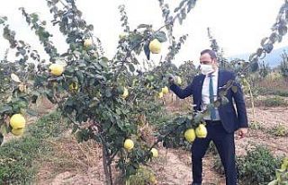 Simav’da alternatif ürün ayva
