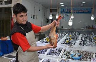 Sinop’ta 2 kiloluk kırlangıç balığı yakalandı