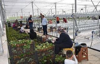 Sinop’ta 7 dönümlük çilek serası