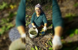 Sinop’ta ceviz hasadı başladı