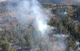 Sinop’ta orman yangını