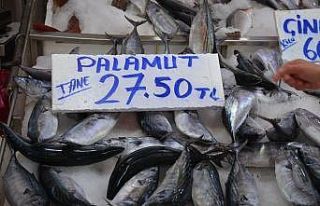 Sinop’ta palamut küstü, fiyatlar uçtu
