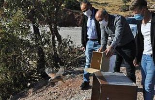 Şırnak’ta tedavi edilen kartal, kerkenez ve şahinler...
