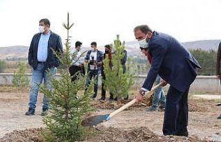 Sivasspor 1967 fidan dikti