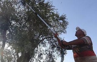 Sofralık yeşil zeytinler toplanmaya başlandı