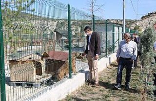 Sokak hayvanları kısırlaştırılarak rehabilite...