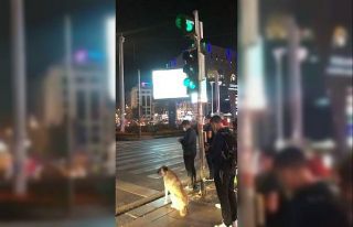 Sokak köpeği yolun karşısına geçmek için yeşil...