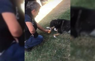 Sokak köpeğine polis şefkati