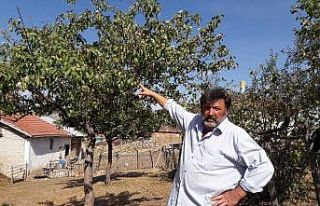 Sonbaharda elma ağacı çiçek açtı