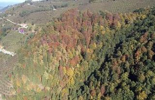 Sonbaharda renk cümbüşü