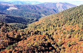 Sonbaharın eşsiz güzelliği havadan görüntülendi