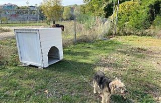 Sopa ile dövülen köpeğe jandarmanın şefkati