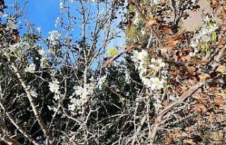 Sorgun’da Armut ağacı Ekim’de çiçek açtı