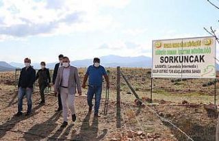 Sorkuncak Köyü lavantalarla cazibe merkezi haline...