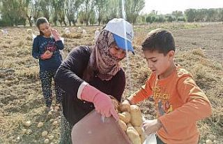 Şuhut’ta kışlık patates hasadı başladı