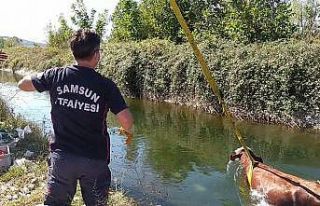 Sulama kanalına düşen inek kurtarıldı