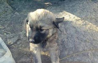 Sungurlu’da yavru köpekler bakıma alındı