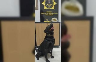 Şüphe üzerine durdurulan araçta bonzai ele geçirildi