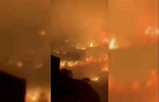 Suudi Arabistan’da dağlık alanda büyük orman...