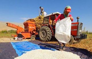 "Tarladan halka" fasulye ilgi görüyor