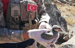 Tatvan’da 32 keklik kurtarılarak doğaya salındı
