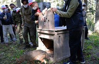 Tedavisi tamamlanan yavru çakalı Vali Şentürk...