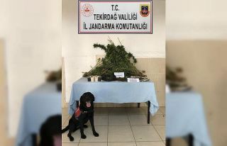 Tekirdağ’da Hint keneviri operasyonu