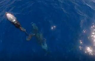 Tekneyle birlikte yüzen yunuslar renkli görüntüler...