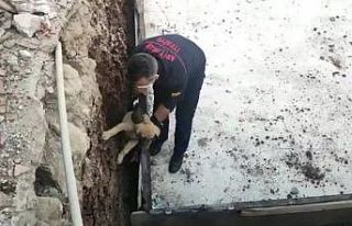 Temele sıkışan köpek kurtarıldı