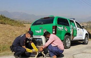 Terk edilen yavru köpeklerin imdadına jandarma yetişti