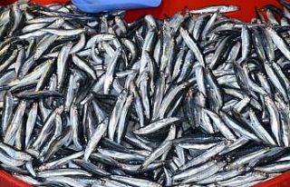 Tezgahlarda Marmara hamsisi bereketi