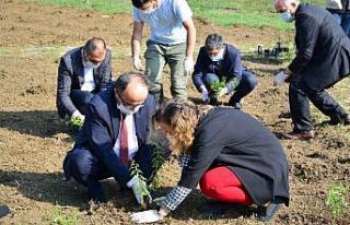 Tıbbi ve aromatik bitkiler toprakla buluştu