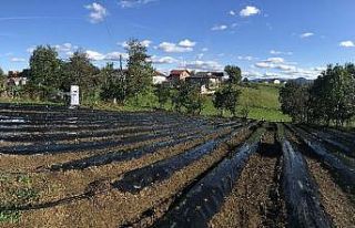 TİKA’dan Bosna Hersek’te çilek yetiştiriciliğine...