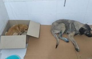 Trafik kazasında yaralanan köpekler tedavi için...