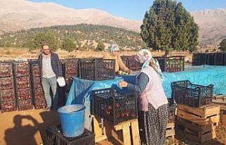 Tufanbeyli’de elma hasadı başladı