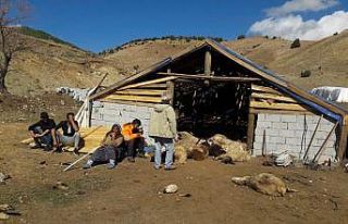 Tunceli’de ayılar, 70 koyunu telef etti