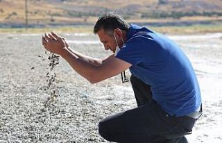 Tunceli’de çekirdek hasadı