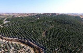 Türkiye’nin en büyük kapama ceviz bahçesinde...