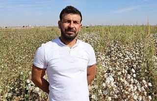 Üç kuşaktır pamuk ektikleri tarlada verim artışı...