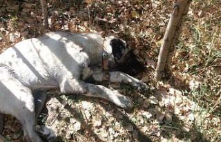 Ulaş’ta şüpheli hayvan ölümlerinin nedeni salgın