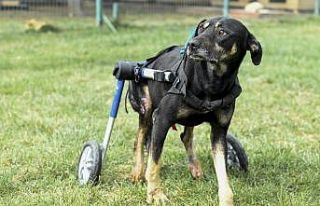 Umut isimli köpek özel tasarlanan ortopedik yürüteçle...