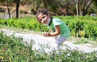 Üreğil Millet Bahçesi tarım alanı halka açıldı
