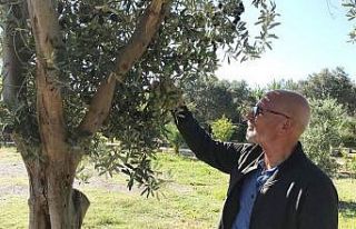 Üreticiler zeytin rekolte beyannamesi verecek