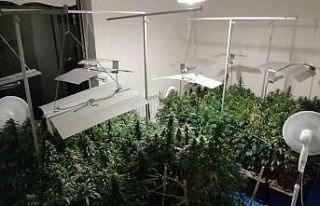 Uyuşturucu yetiştirmek için evi laboratuvara çevirmiş
