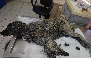 Üzeri sıcak zifte bulanıp çakıl taşları katmanı...