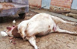 Üzerine yıldırım düşen dana telef oldu