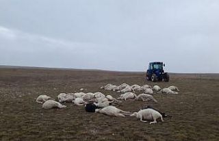 Üzerine yıldırım düşen sürüdeki 34 koyun telef...